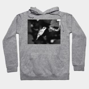 Hummingbird Hoodie